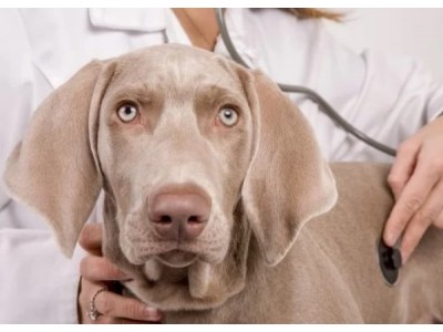 Royal Canin: відгуки, історія та цікаві факти