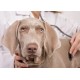 Royal Canin: відгуки, історія та цікаві факти