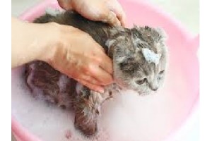 Шампуни для кошек